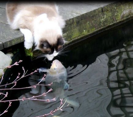 Дивна «любов» між кішкою і коропом на Тайвані