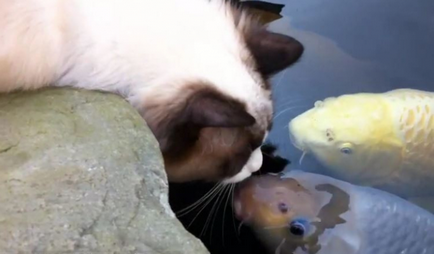 Дивна «любов» між кішкою і коропом на Тайвані
