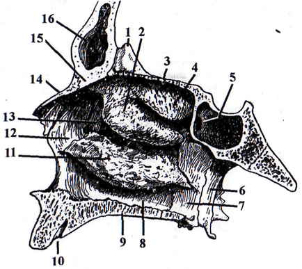 Structura pereților și a septului osos al cavității nazale - stadopedia