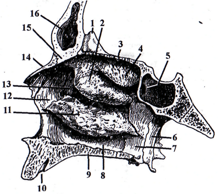 Будова стінок і кісткової перегородки порожнини носа - студопедія
