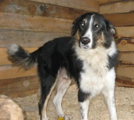 Super-câine tarzan-Bernese zenenhund - sursa bunei dispoziții