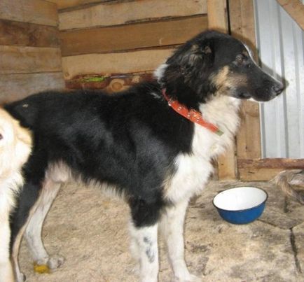 Szuper kutya Tarzan - Berni zenenhund - a forrása a jó hangulat (kb) Szuper kutya Tarzan - Berni zenenhund - a forrása a jó hangulat