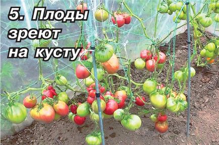 Supertomaty за открит терен