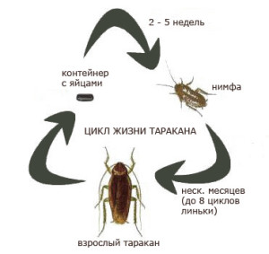 Таргани в квартирі