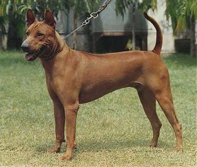 Thai Ridgeback - zooterritory