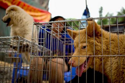 Tajvan - az első ország, hogy hivatalosan tilos enni kutyák és macskák