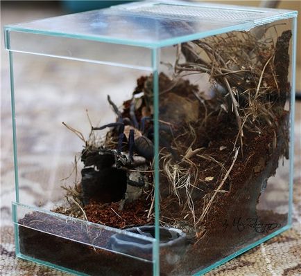 Terrarium → tarantule păianjeni - îngrijire și conținut adecvat