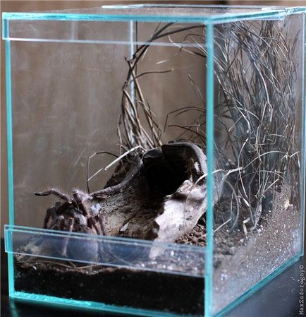 Terrarium → tarantule păianjeni - îngrijire și conținut adecvat
