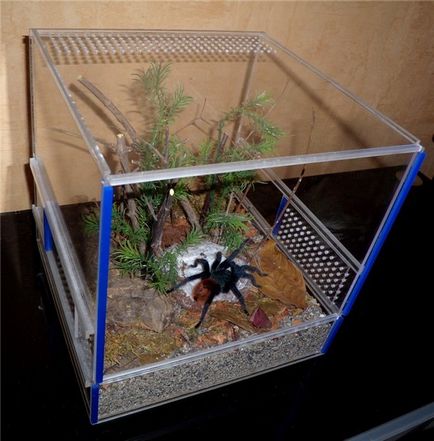 Terrarium → tarantule păianjeni - îngrijire și conținut adecvat