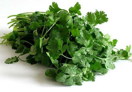 Tehnologia de creștere a coriandrului (cilantro)