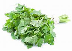 Tehnologia de creștere a coriandrului (cilantro)