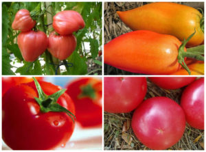 Tomate pentru regiunea Rostov, semințe de cele mai bune soiuri