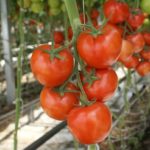 Tomat Volgograd caracteristică și descriere a soiului