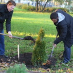 Tui cultivare, plantare și îngrijire