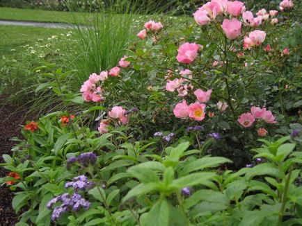 Вдале сусідство для ваших троянд які рослини варто посадити поруч фото і поради