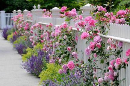 O vecinătate bună pentru trandafirii pe care plantele merită să le plantați lângă fotografii și sfaturi