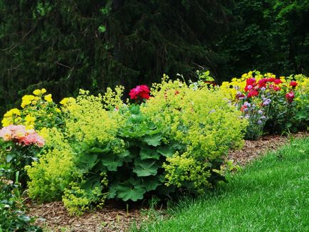 Вдале сусідство для ваших троянд які рослини варто посадити поруч фото і поради