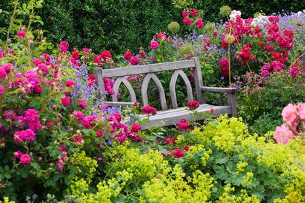 O vecinătate bună pentru trandafirii pe care plantele merită să le plantați lângă fotografii și sfaturi