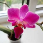 Добриво для орхідей в домашніх умовах яке вибрати і в паличках чистий аркуш відгуки і поради по