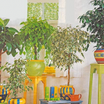 Trágya orchideák otthon, és válasszon egy tiszta lapot a pálca vélemények és tanácsokat (ajánlások) otthon trágya orchideák, hogyan kell kiválasztani, és botokkal egy üres lapot a vélemények és ötletek