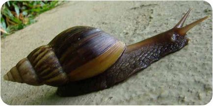 Snail Ahatina, conținut, hrănire, decelerare, fotografie