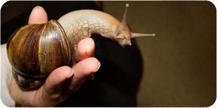 Snail Ahatina, conținut, hrănire, decelerare, fotografie