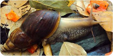 Snail Ahatina, conținut, hrănire, decelerare, fotografie