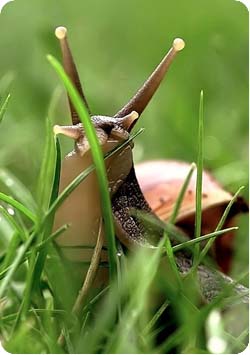 Snail Ahatina, conținut, hrănire, decelerare, fotografie