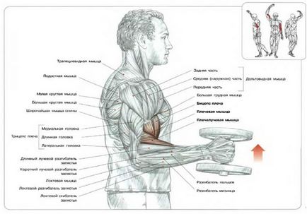 Exercitați un ciocan pe tehnica bicepsului de a realiza un videoclip