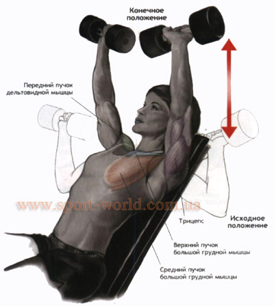 Exerciții pentru mușchii pieptului cu gantere, sport-lume
