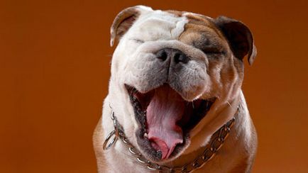 Câinele miroase din gură cauzele posibile