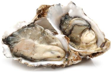 Oyster - proprietăți utile și periculoase ale stridiilor - viața mea