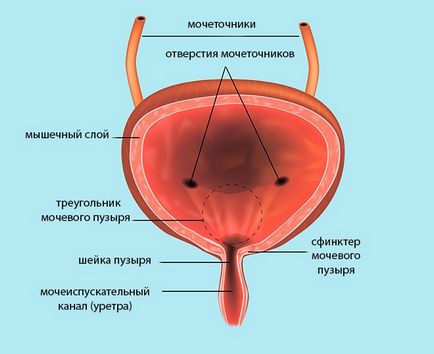 Uzi mărturia vezicii urinare, pregătirea, rezultatul