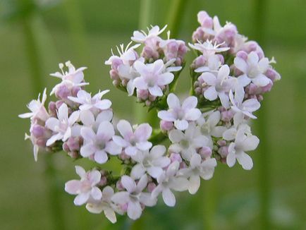 Valerian ajută inima