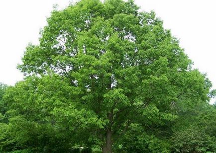 Tipuri de stejar și caracteristici de bază