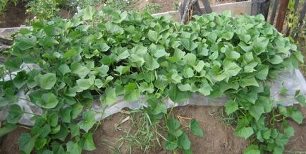 Cultivarea răsadurilor de cartofi dulci, pregătirea și îngrijirea solului, tehnologie
