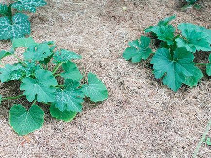 Cultivarea plantelor de dovlecel, îngrijire, caracteristici