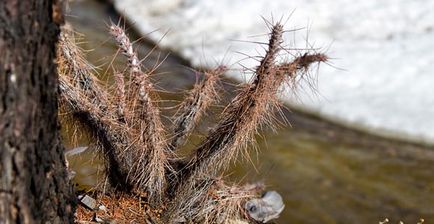 Cultivarea caraganei în grădină, specie, aplicare