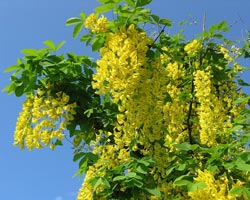 Cultivarea caraganei în grădină, specie, aplicare