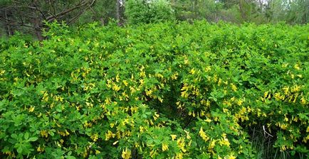 Cultivarea caraganei în grădină, specie, aplicare