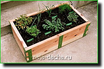 Cultivarea legumelor în cutii de pregătire a solului, prelucrare, plantare de plante, îngrijire
