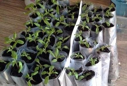 Cultivarea răsadurilor de tomate în scutecele avantajele de plantare, metode