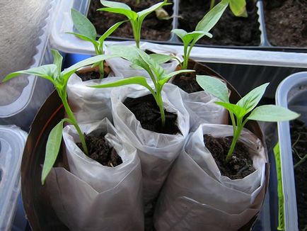 Cultivarea răsadurilor de tomate în scutecele avantajele de plantare, metode