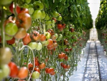 Cultivarea tomatelor într-o seră - vila bunicii