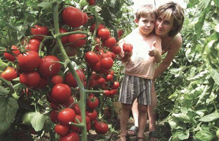 Cultivarea tomatelor într-o seră - vila bunicii