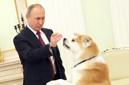 Vlagyimir Putyin jött az interjú az elnök a kutya meglepett, ijedt japán újságírók,
