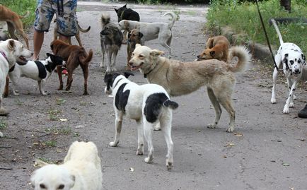 A polgármesteri hivatal Gorlovka döntött elkapni és így a menedéket kóbor kutyák