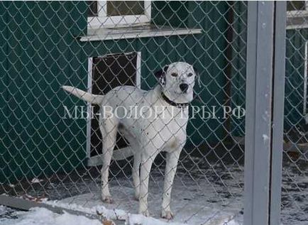 У Нижньому Новгороді відкрився притулок для бездомних тварин, волонтери притулку щербинка на захист