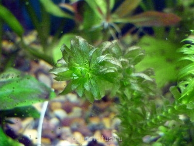 Alge pe plante - Forum pentru acvaristi