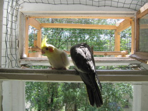 Madárház papagájok az erkélyen